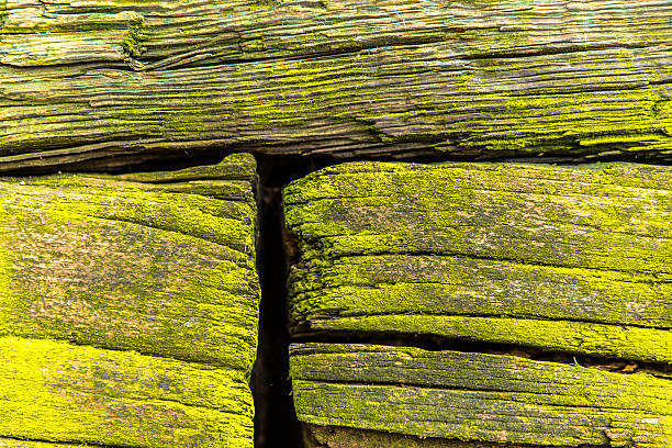 Old wooden timber beams which grow hoary.