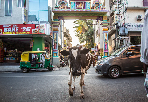Bangalore, India - March 9, 2015: A cow, an animal considered holy amongst Hindus, heading for the camera on a busy road at sundown in Bangalore, India where beef