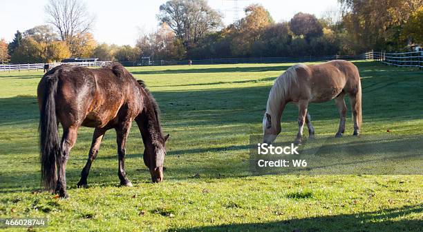 Horses Grazing Stock Photo - Download Image Now - 2015, Agricultural Field, Agriculture