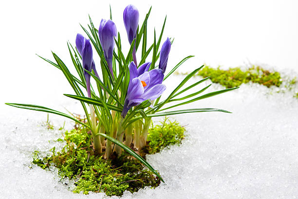 クロッカスの花 - snow crocus flower spring ストックフォトと画像