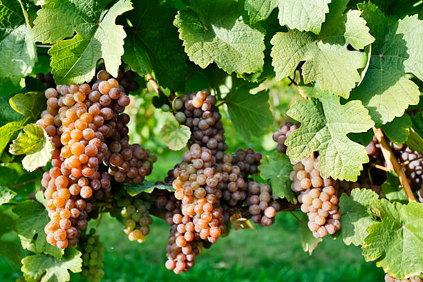 orgánicos maduras uvas pinot gris - kelowna chardonnay grape vineyard grape fotografías e imágenes de stock