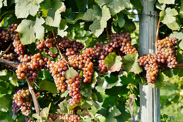 orgánicos maduras uvas pinot gris - kelowna chardonnay grape vineyard grape fotografías e imágenes de stock