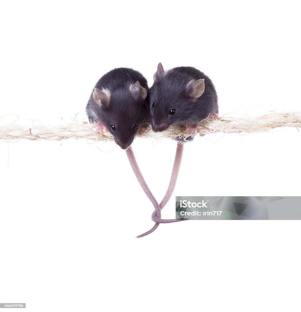 Hai Con Chuột Nhỏ Màu Đen Ngồi Trên Dây Thừng Vật Lộn Đuôi Bị Cô ...