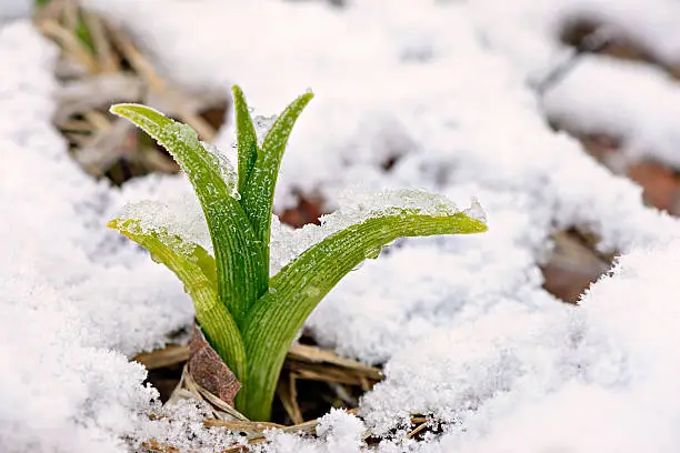 A Daylily shoot or sprout caught in a late spring snow fall.  A reminder to gardeners against planting too early in the gardening season.