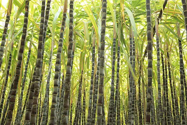 black sugarcane plants grow in field
