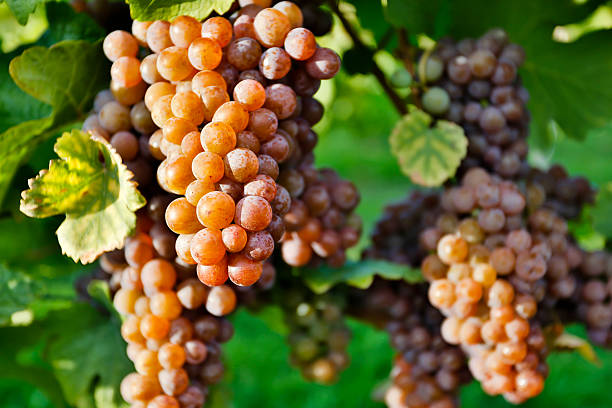 Organic Ripe Pinot Gris Grapes stock photo