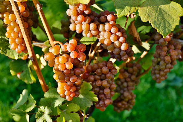 orgánicos maduras uvas pinot gris - kelowna chardonnay grape vineyard grape fotografías e imágenes de stock
