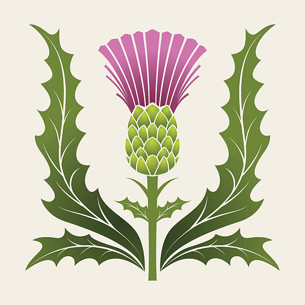 Simple Stencil Style Scottish Thistle In Pink Purple And Green Simple Stencil Style Scottish Thistle In Pink Purple And Green thistle stock illustrations