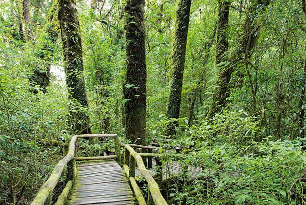 entrada el bosque de evergreen - thailand mountain chiang mai province mountain range fotografías e imágenes de stock