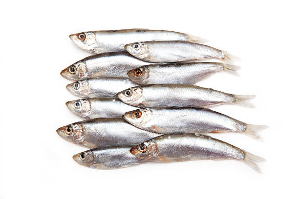 istock Sprats a small oily fish isolated on a white background 466034441