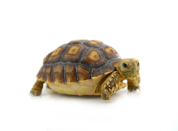 istock Desert tortoise isolated on white background 466034502