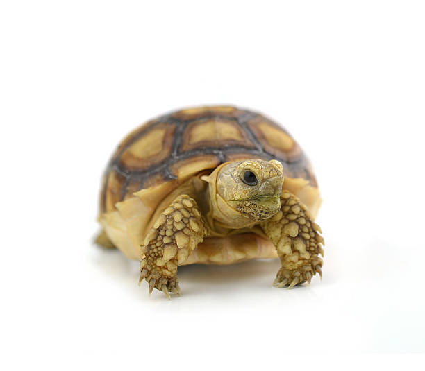istock Desert tortoise isolated on white background 466034510