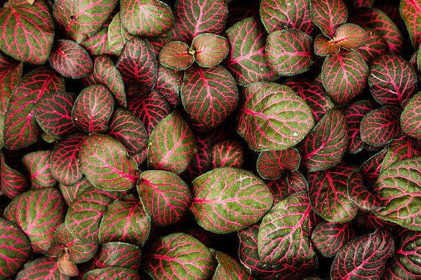 istock Background red leaves with green details 466035239