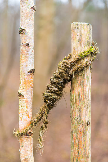 junger baum mit stütze - erwachsen werden - fotografias e filmes do acervo