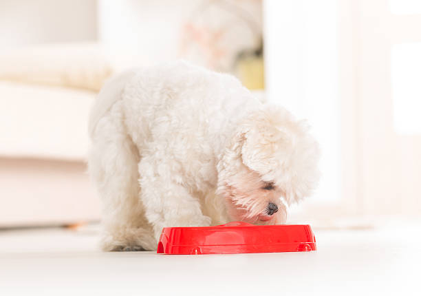 istock Dog eating food from a bowl 466035679