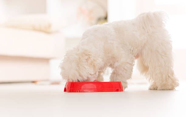 istock Dog eating food from a bowl 466035685