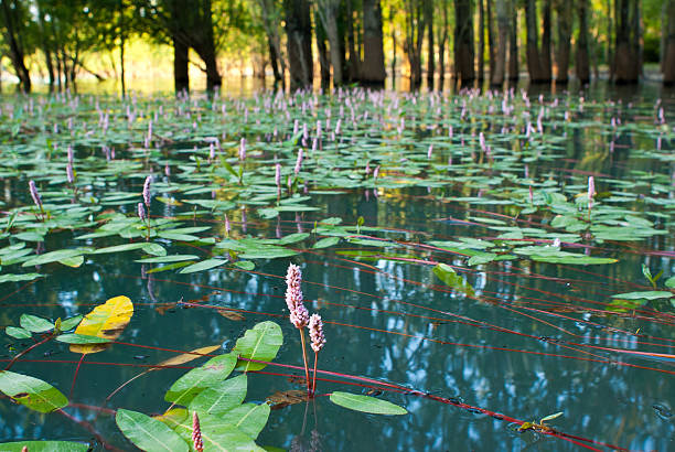 istock Polygonum amphibium plant in a pool 466037143