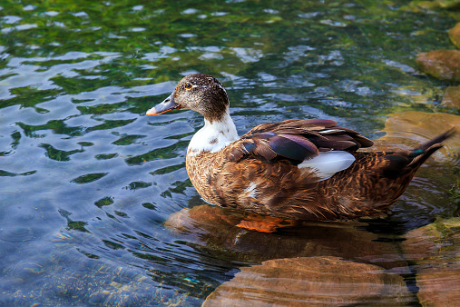 Beautiful female mallard duck resting on a pebble