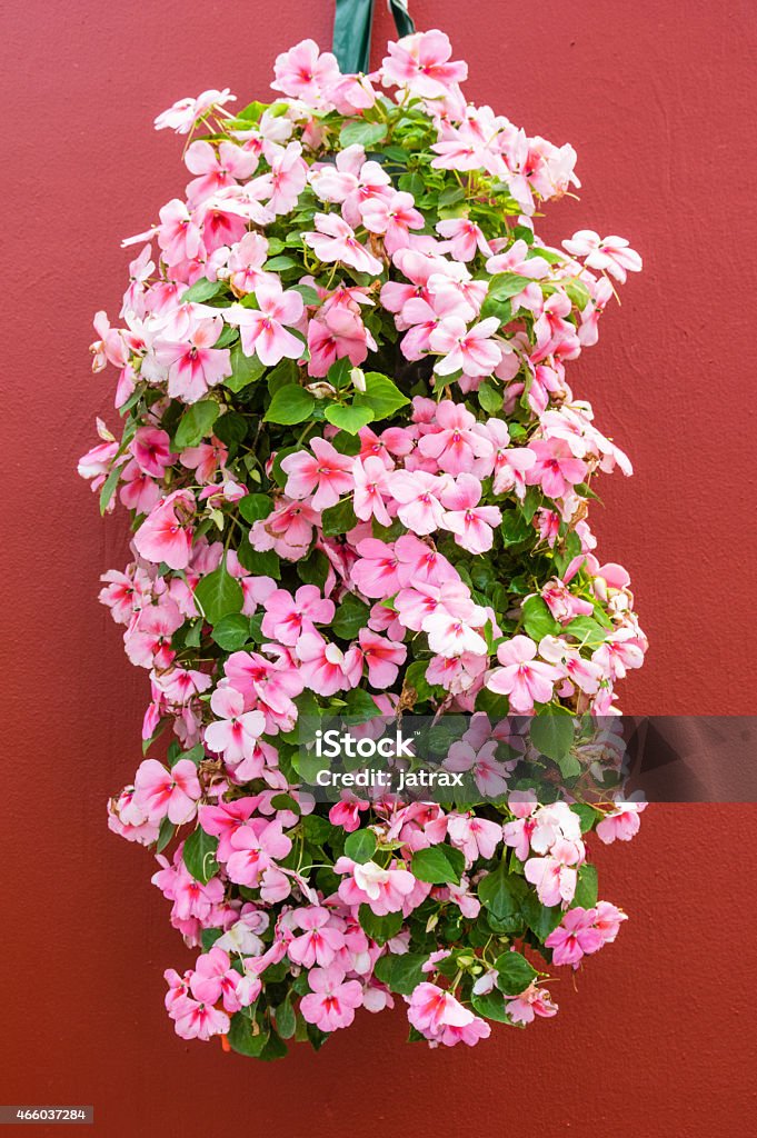 Colorful pink impatiens in hanging container Pink blooming impatien flowers in hanging container Hanging Basket Stock Photo
