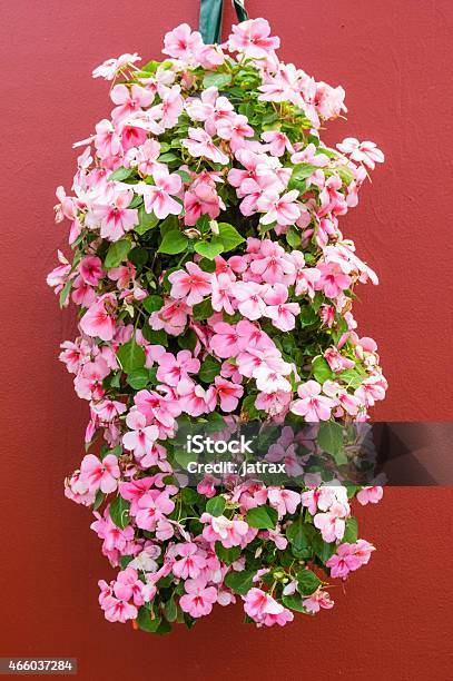 Colorful Pink Impatiens In Hanging Container Stock Photo - Download Image Now - Hanging Basket, Plant, 2015