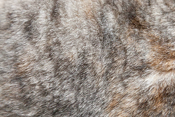 istock Close up fur of a grey cat 466037310
