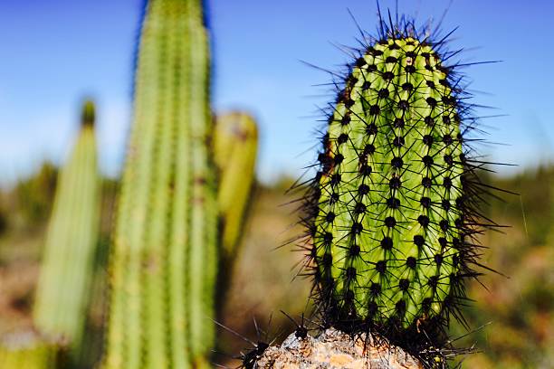 Cactus do deserto - foto de acervo