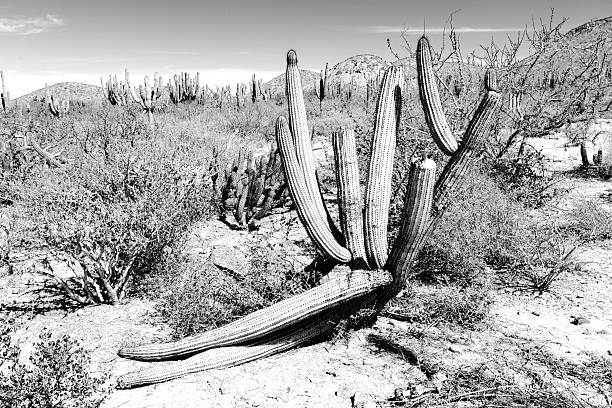 Cactus do deserto - foto de acervo