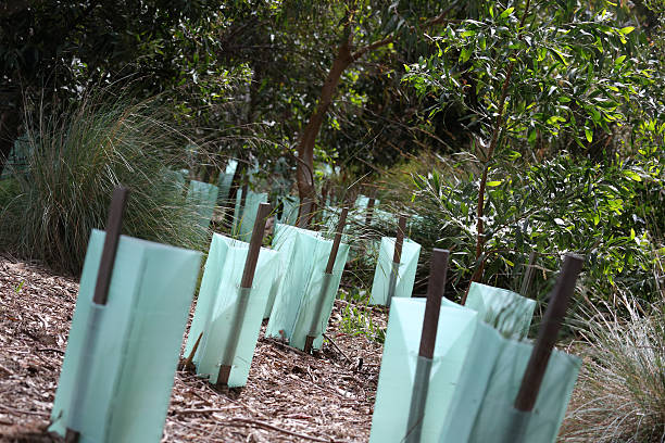 Plantación de árboles - foto de stock