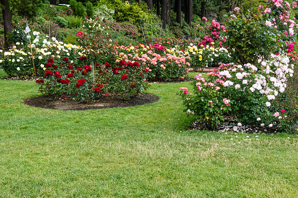 istock Planted flower beds with roses 466037754