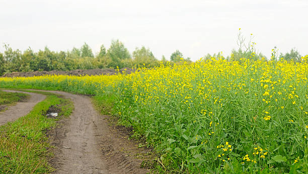 istock Road through flowering canola fields in Kazakhstan 466037883