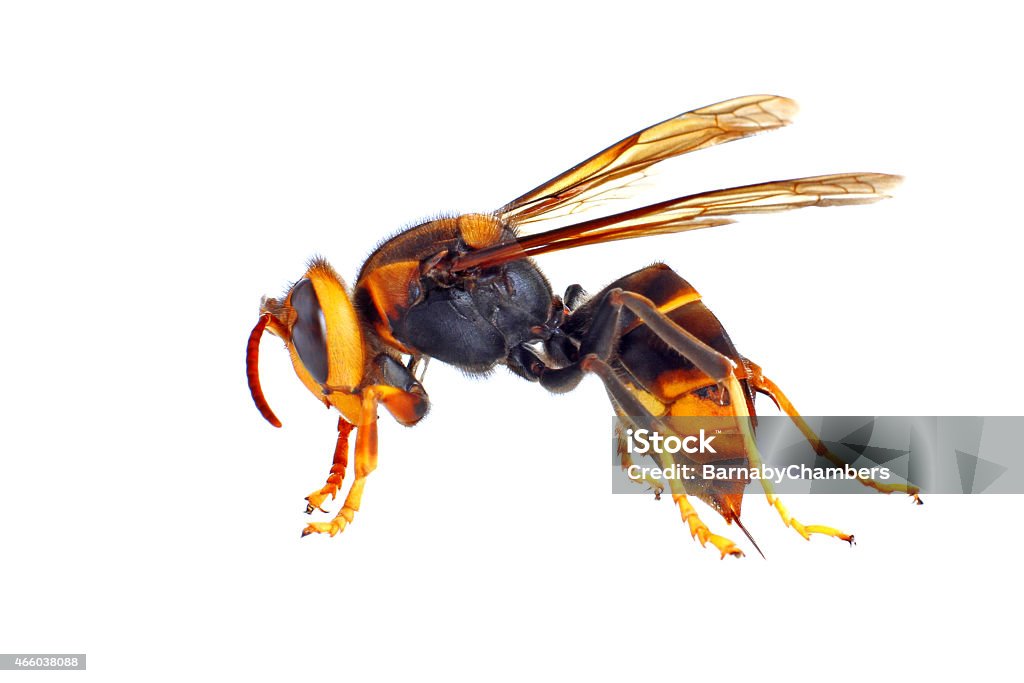 Close up of an Asian Hornet against white background Black and Yellow Asian Hornet isolated on white Hornet Stock Photo