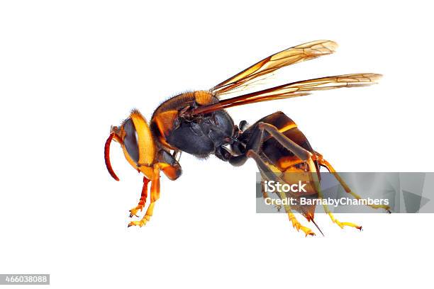 Close Up Of An Asian Hornet Against White Background Stock Photo - Download Image Now