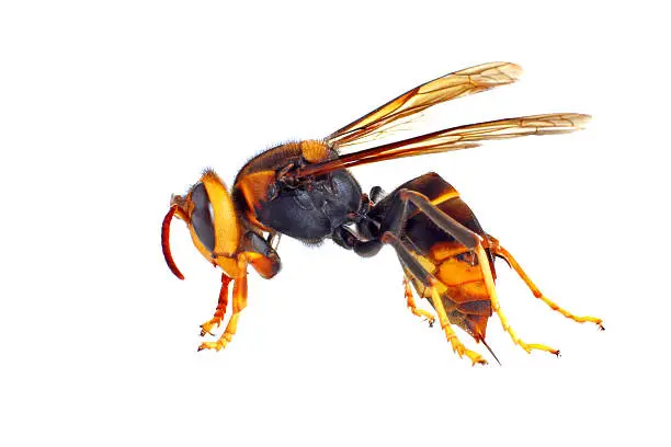 Black and Yellow Asian Hornet isolated on white
