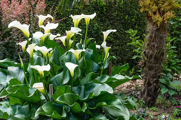 Photo of White Calla Lily plant in bloom