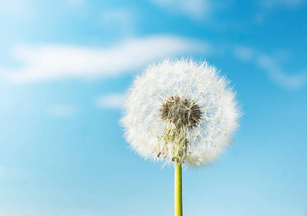 istock White fluffy dandelions against dark blue sky , close up 466040822