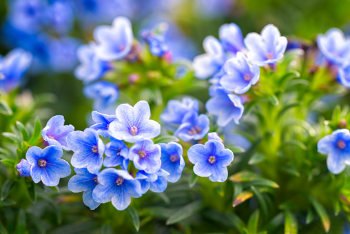 Delphinium flowers