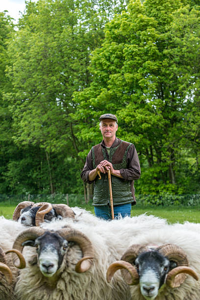 羊飼いの壁に彼のスタッフ - shepherds staff ストックフォトと画像