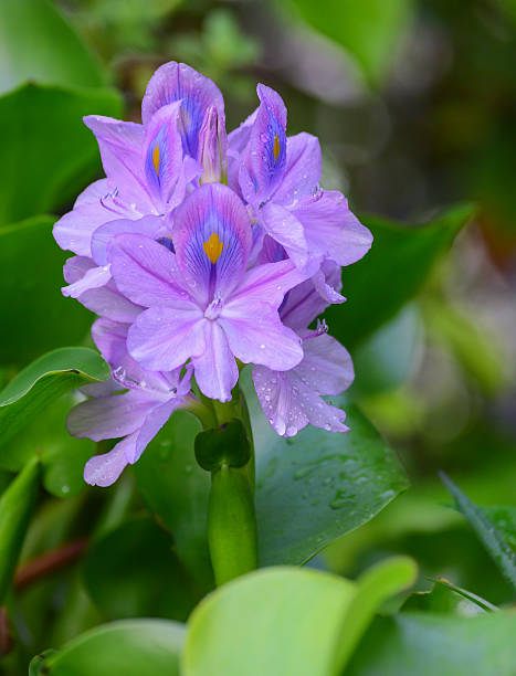istock flower blooming water hyacinth 466041874