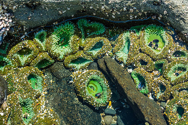 istock Sea anemones attached to rocks in a tidal pool 466042166