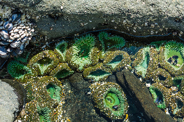 istock Sea anemones attached to rocks in a tidal pool 466042236