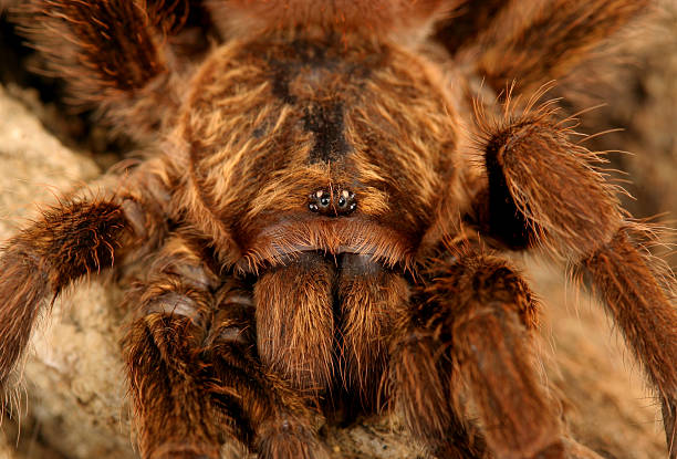 istock Caribbean Golden Grey Tarantula 466044550