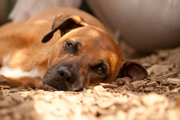 müder liegender hund - schlafend fotografías e imágenes de stock