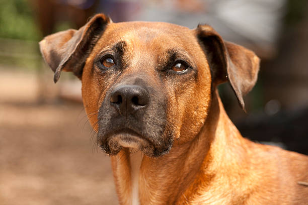 rhodesian ridgeback rasse retrato - schlafend imagens e fotografias de stock