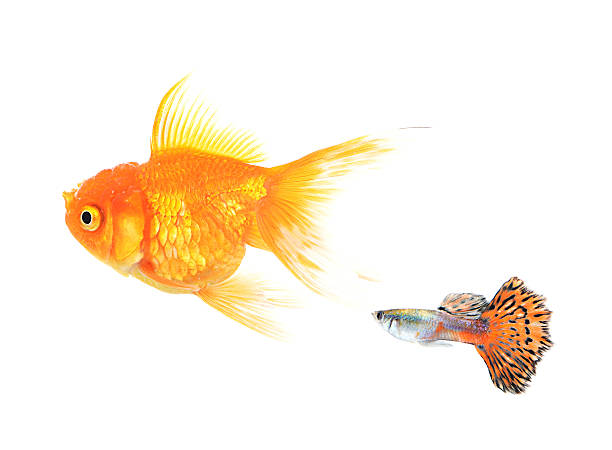 istock Golden fish and guppy fish isolate on white background 466045574