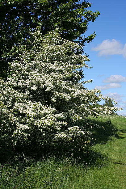 branco de flores de pilritreiro - hawthorn flower single flower spring imagens e fotografias de stock