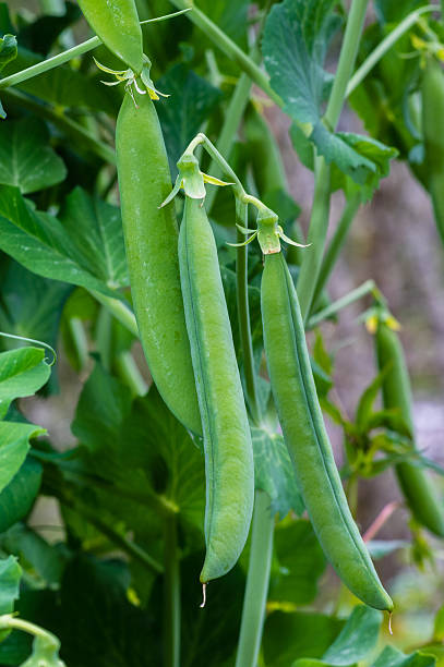 istock Green pea pods on a pea plant 466045668