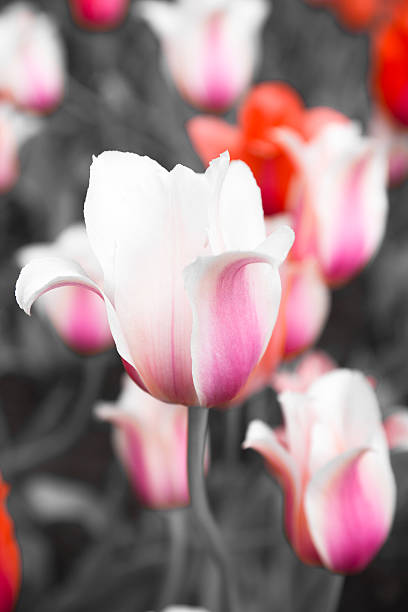 istock Pink orange, and gray tulips 466046621