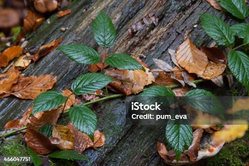 istock Blackberry, Rubus sectio, Blackberry, soup 466047751