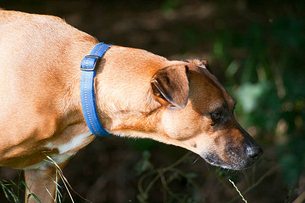 hunde retrato - schlafend imagens e fotografias de stock