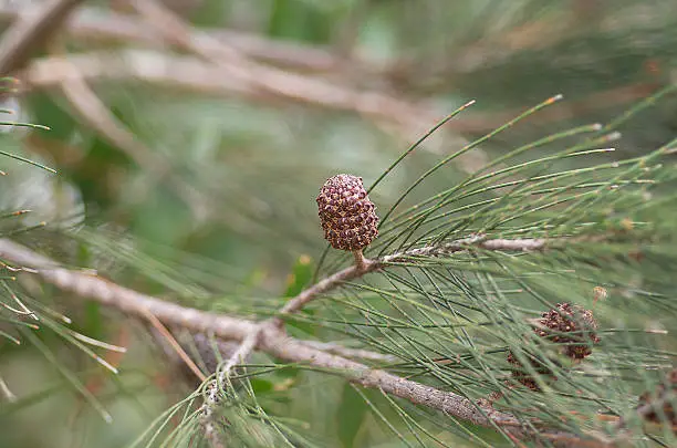 Photo of Coastal She-oak